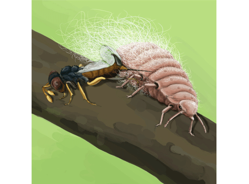 Blutlaus Eriosoma lanigerum Zehrwespe Aphelinus mali wissenschaftliche Illustration Nützling Conception :: Beneficial insects vs. pests